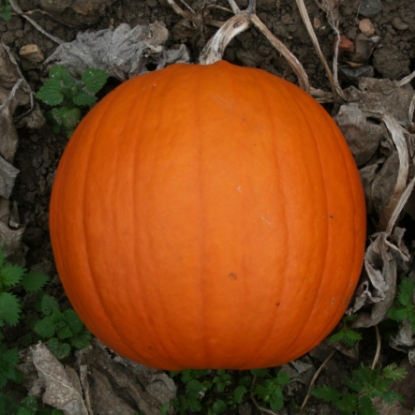 Picture of Pumpkin Rocket F1